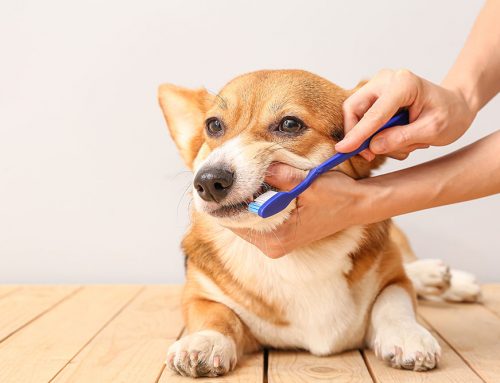 Dental Home Care That Works: Brushes, Wipes, and Gels
