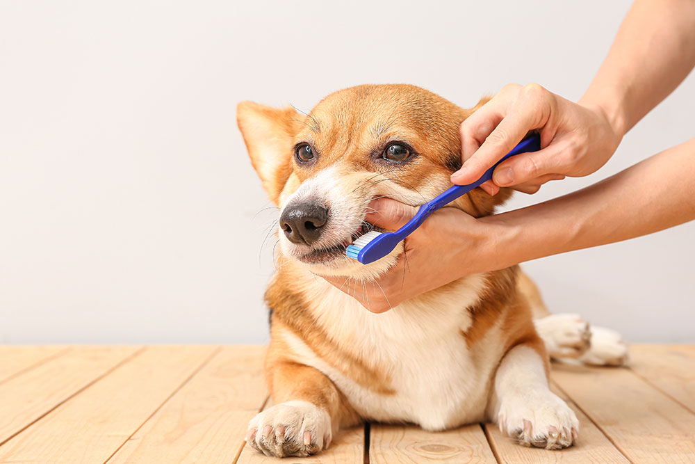 Close-up of a dog’s mouth as a person gently brushes its teeth with a toothbrush for oral care