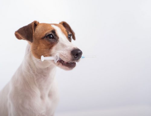 From First Vaccines to Senior Bloodwork: How Your Pet’s Care Evolves