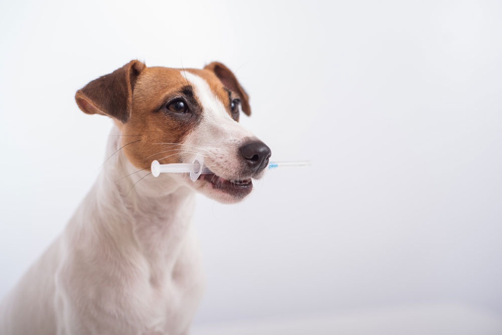 Small brown and white dog holding syringe gently in its mouth against plain background.