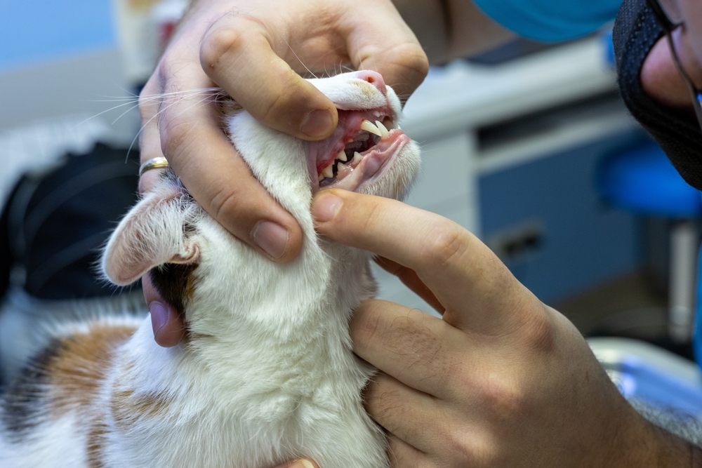 Veterinary dental exam showing a dog’s red, swollen gums, a sign of possible gingivitis or dental disease