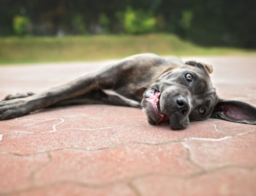 When Does Florida Humidity Become a Heat Stroke Risk?