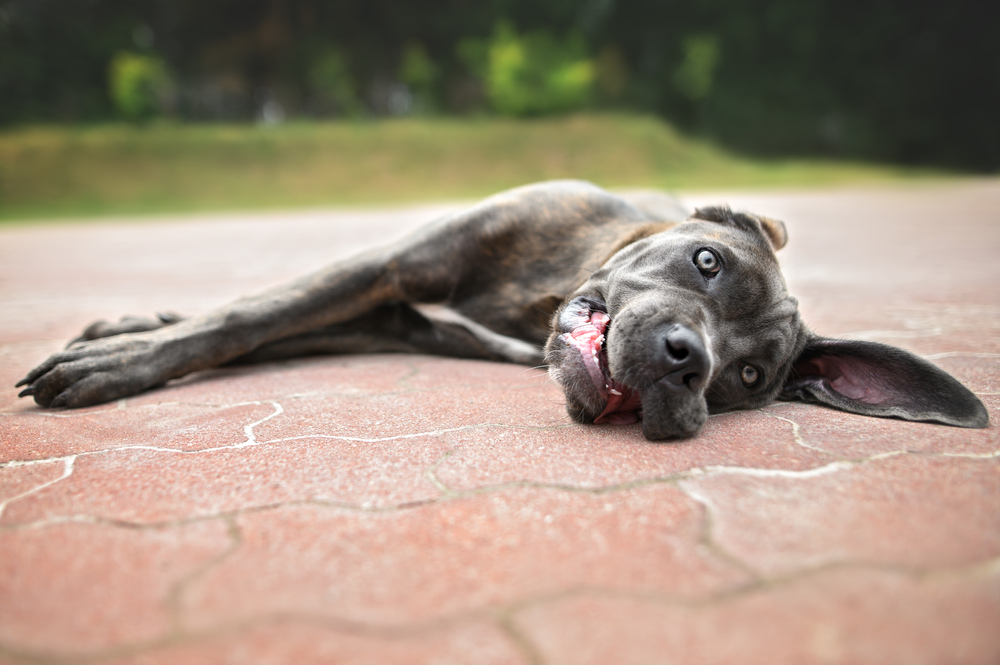 Cane Corso puppy lying down and looking at the camera, illustrating healthy and happy puppy behavior.