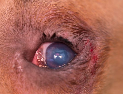 Is My Pet’s Squinting Eye a Sign of Entropion?