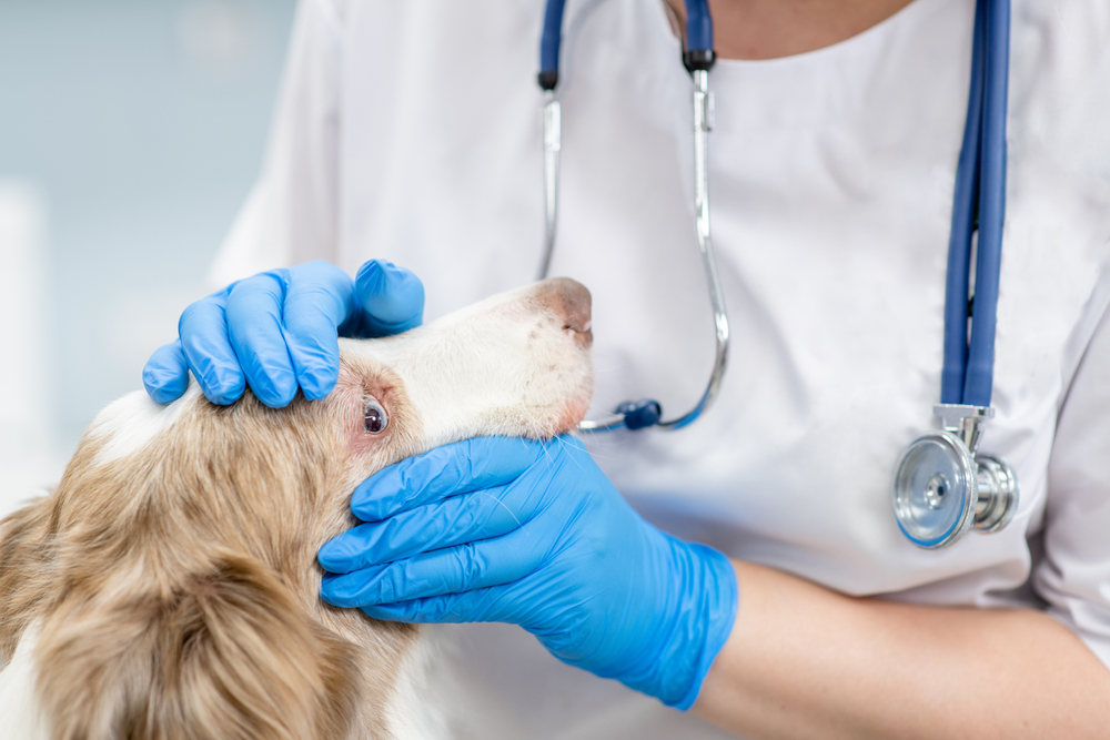 Pet receiving a veterinary eye examination, highlighting preventive eye care, vision assessment, early detection of eye diseases, and overall ocular health.