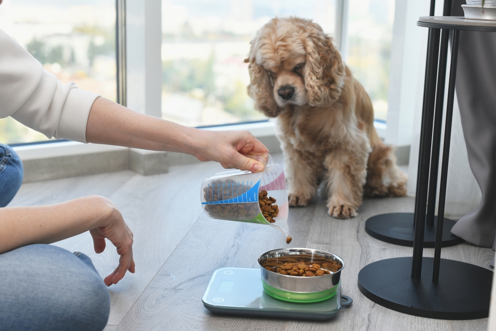 Measured dog food portions prepared to support healthy weight management and balanced canine nutrition.