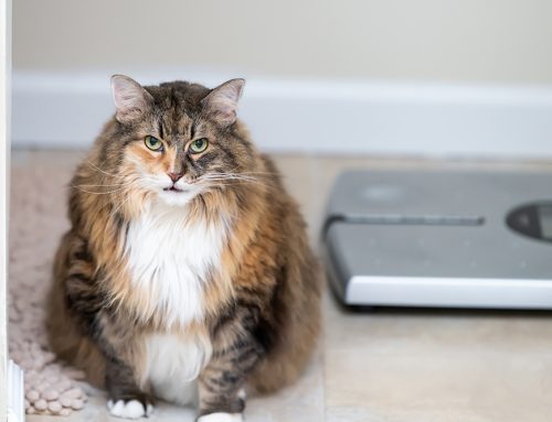 How Do I Know If My Dog or Cat Is Carrying Too Much Weight?