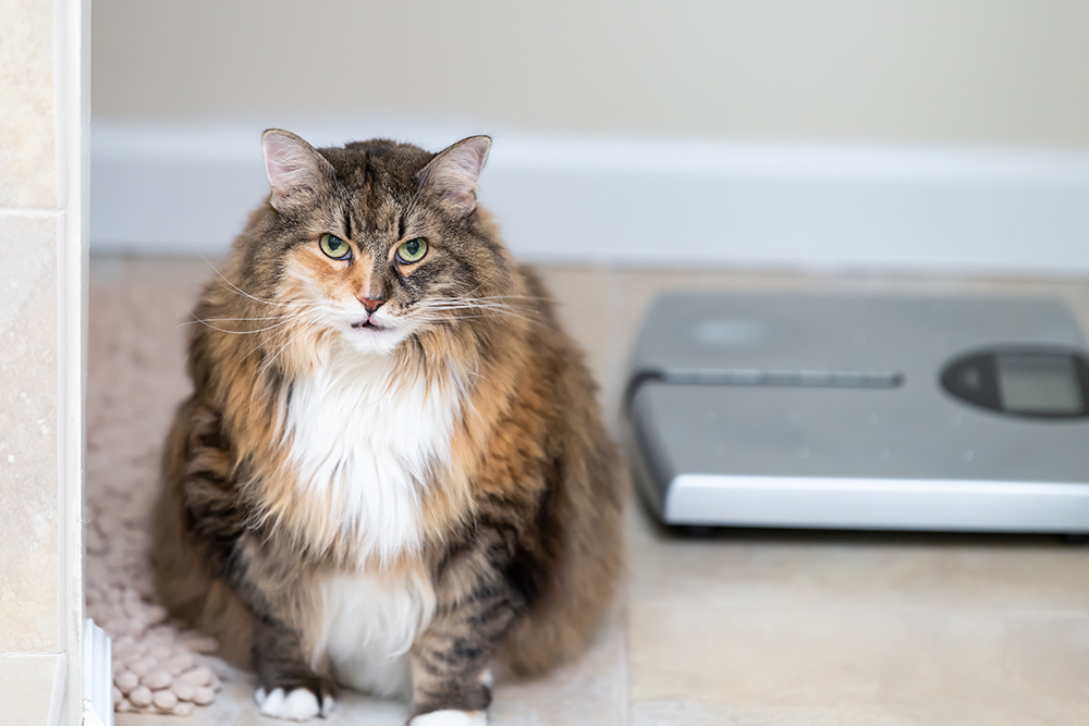 Overweight cat sitting near a scale to illustrate feline weight management and obesity awareness.