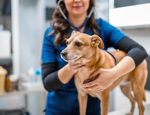 Can My Vet Tell If My Pet’s Lump Is Cancer Without a Test?