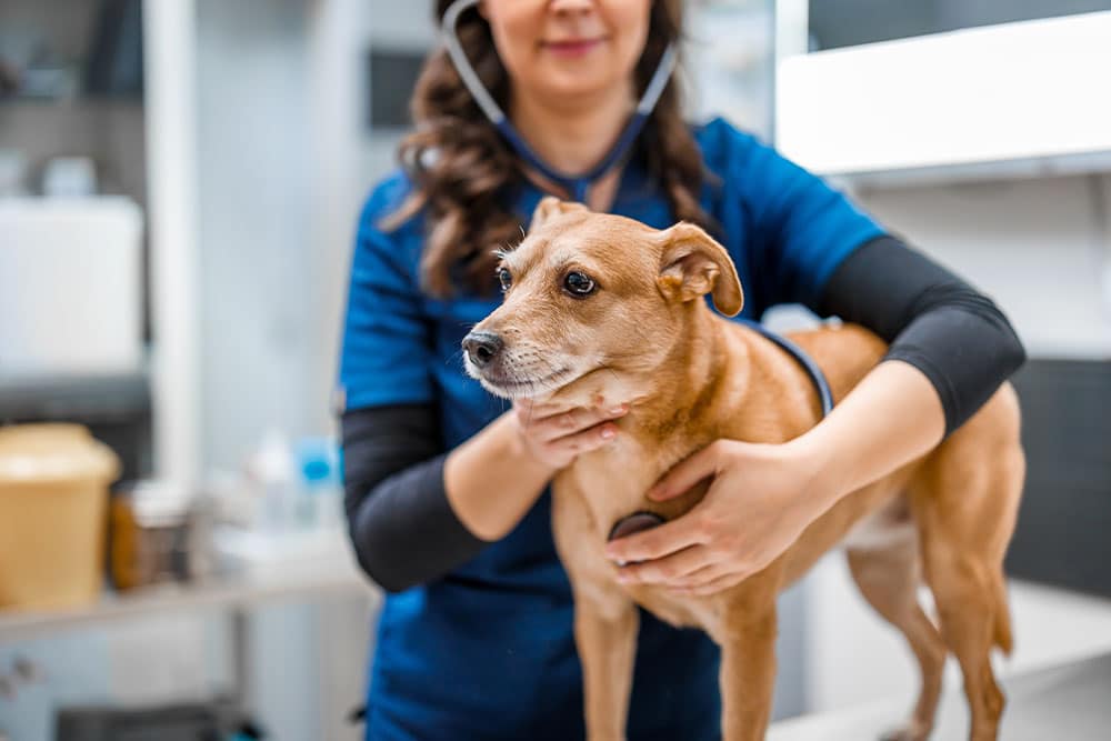 Veterinarian examining a brown dog during a routine wellness exam to assess its overall health and detect any medical concerns.