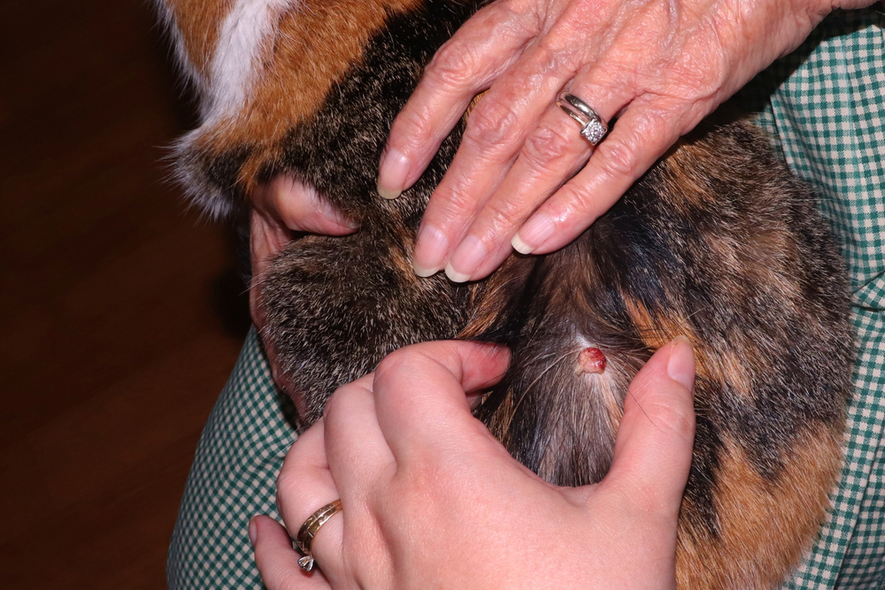 Calico cat with a visible skin growth during a veterinary examination.