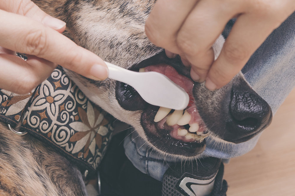 A high-angle close-up shot of a person using a white toothbrush to gently brush the side teeth and gums of a brindle dog wearing a patterned fabric collar.