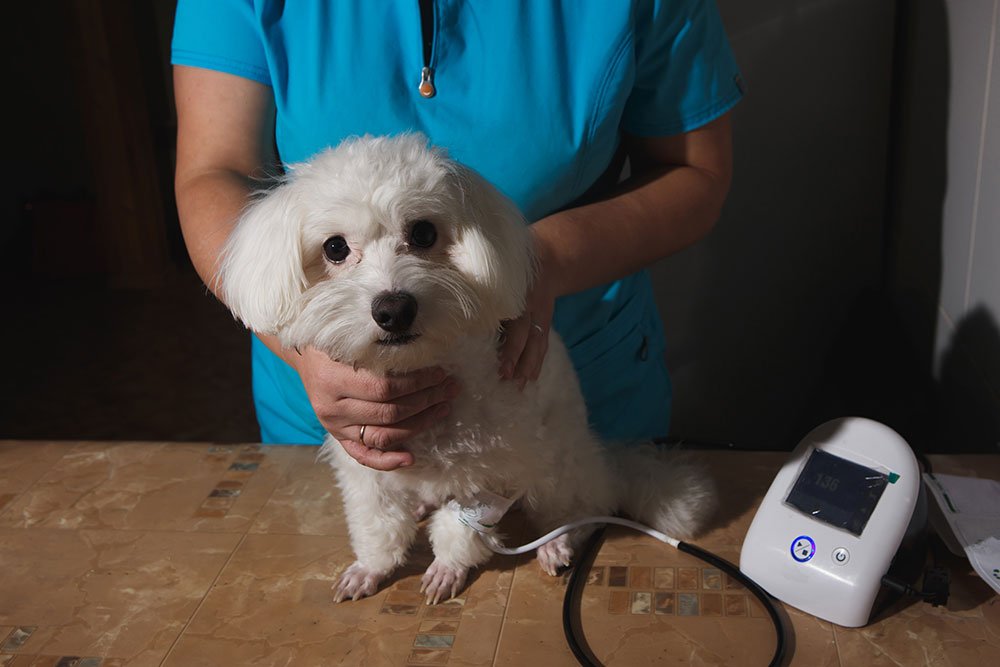 Small white dog receiving a routine veterinary checkup at an animal hospital.