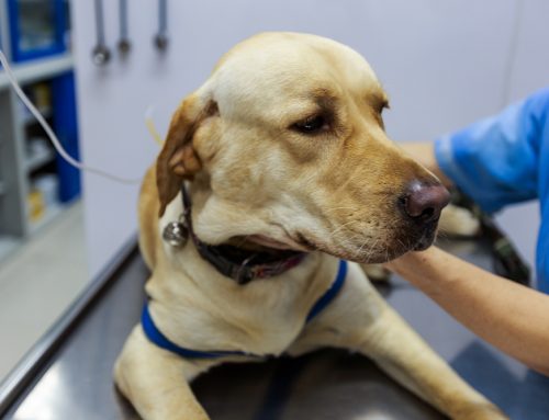 Is a Senior Screening Visit Hard on Your Dog or Cat?
