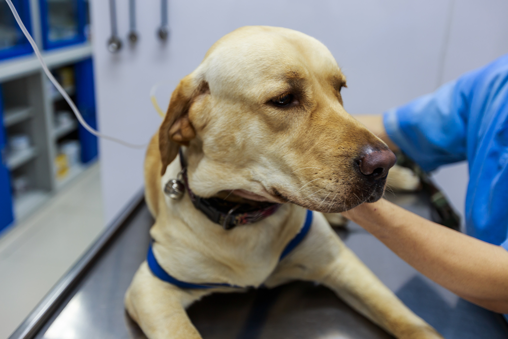 Labrador Retriever receiving emergency veterinary care at an animal hospital.