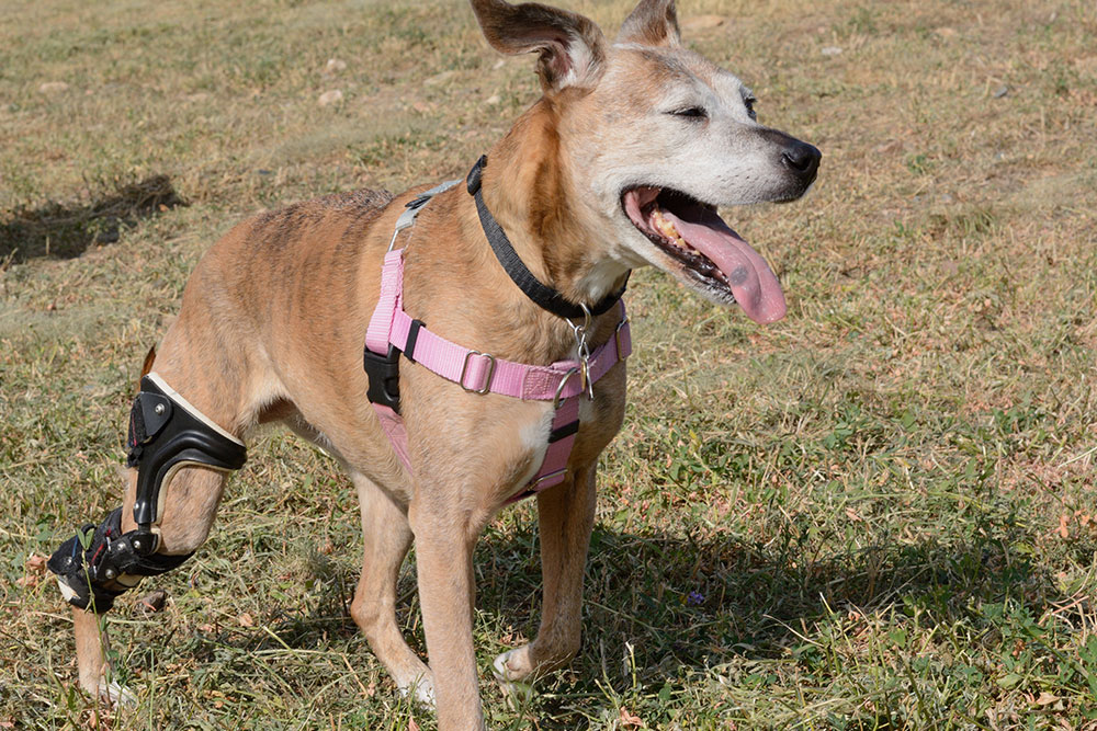An eye-level medium shot of a senior tan brindle dog wearing a pink chest harness and a black orthopedic knee brace on its back right leg, happily walking across a grassy field with its mouth open and tongue panting.