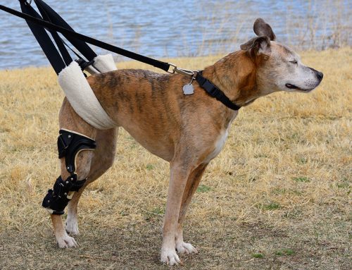 Will My Dog Be Normal Again After a Torn Cruciate Ligament?