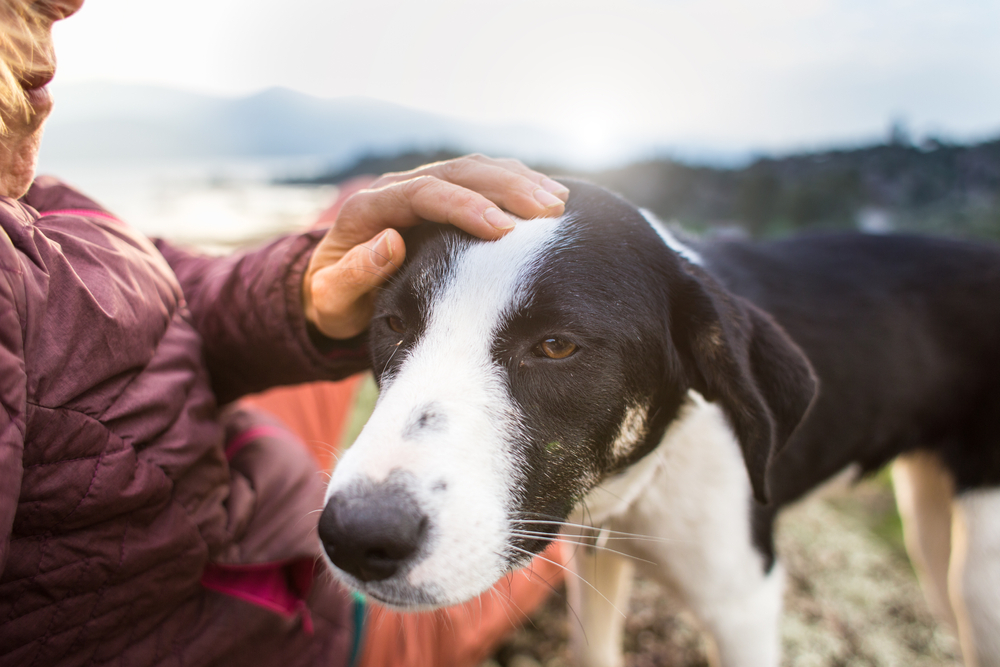 Young girl hugging and playing with her dog while traveling on a mountain trail
