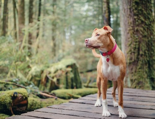 How Can You Keep Your Dog Safe on Florida Trails?