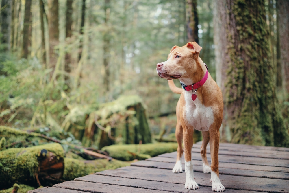 Large boxer pitbull mix puppy standing on a wooden boardwalk trail in the forest, looking off to the side.